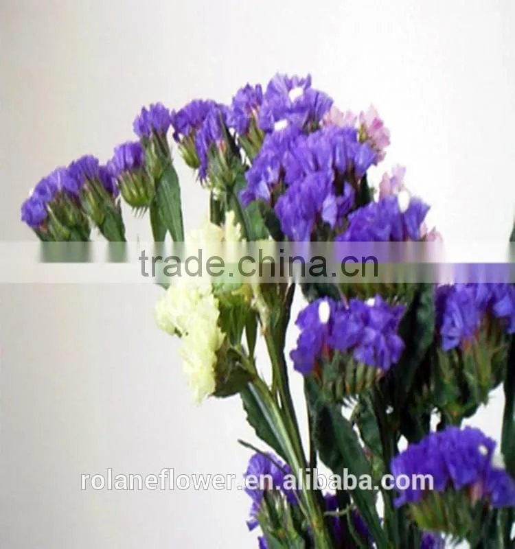 the beautiful decorative foliage purple myosotis flower