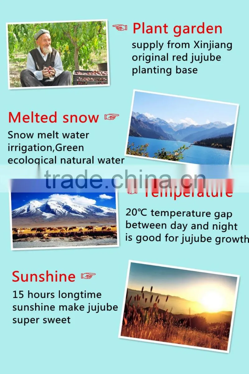 manufacture chinese dried red dates jujube