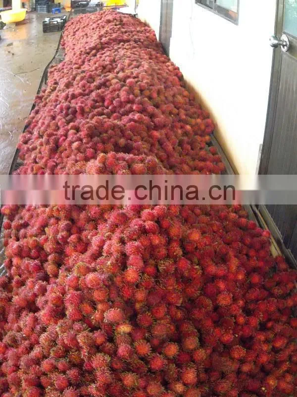 Fresh Rambutan best price and high quality from Vietnam
