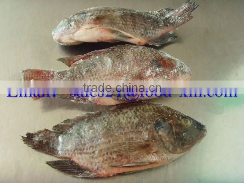 2016 Frozen Gutted Black Tilapia WR