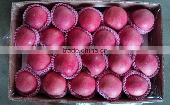 175# Fresh fuji apple