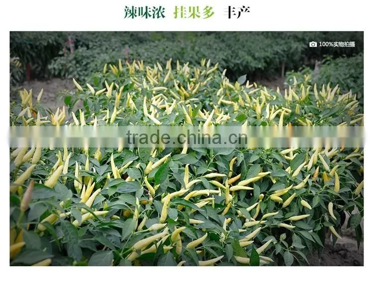 Hot sale hybrid yellow chili pepper seeds-Xin Shu