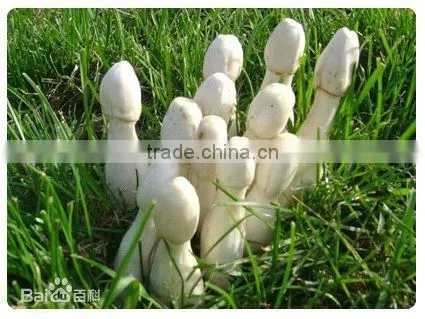 hot sale pleurotus eryngii