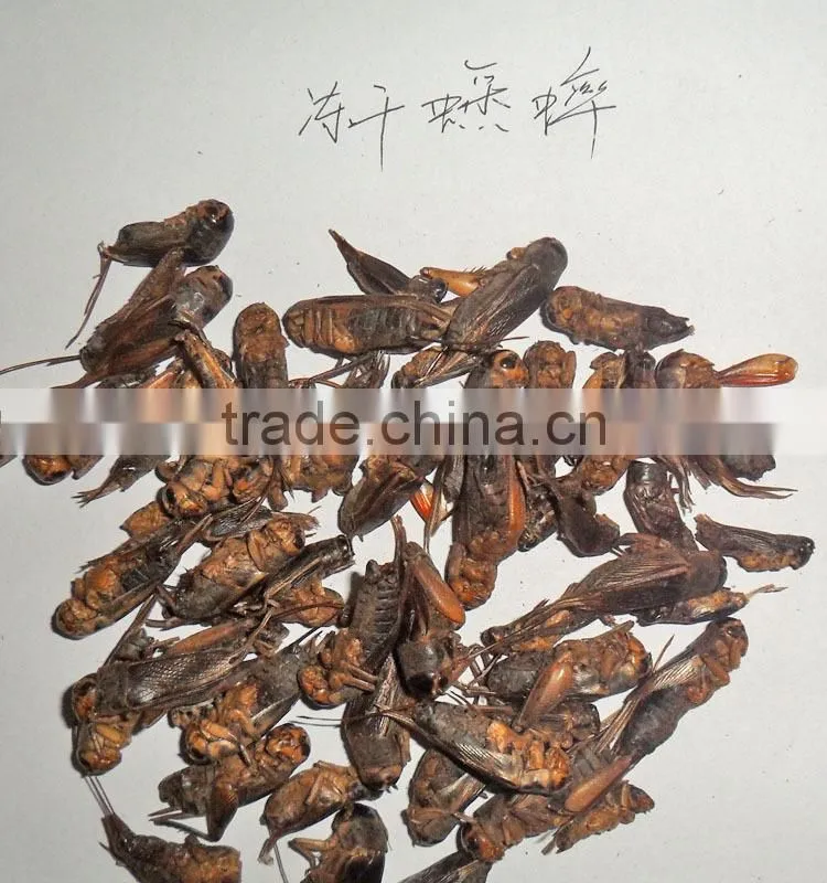 high quality cricket powder