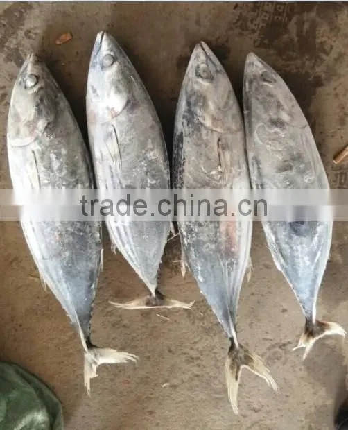 fresh frozen skipjack tuna