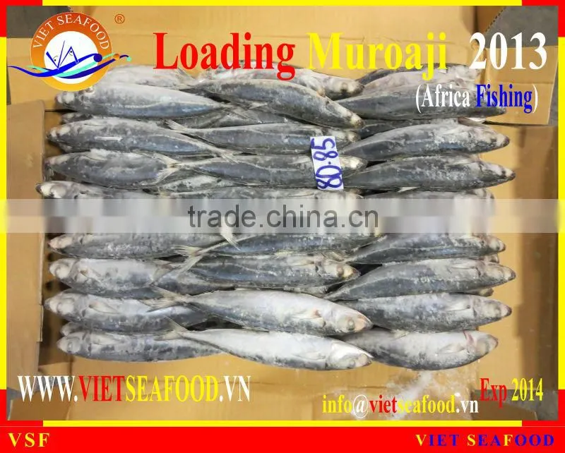 LOADING MUROAJI FOR TUNA BAIT
