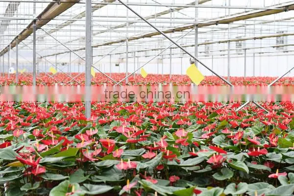 Multi-span Plastic Greenhouses Sale