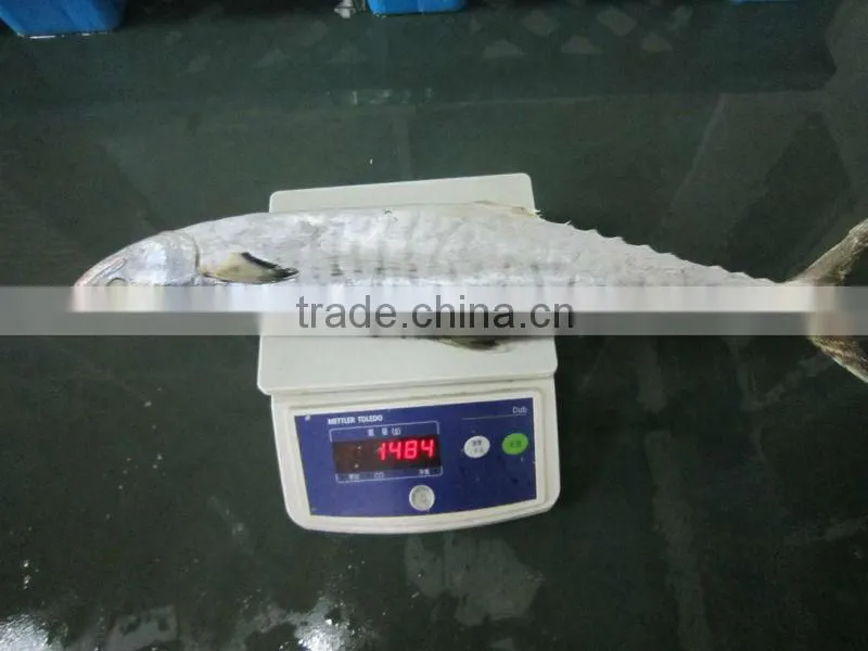 IQF Scomberomorus niphonius spanish mackerel