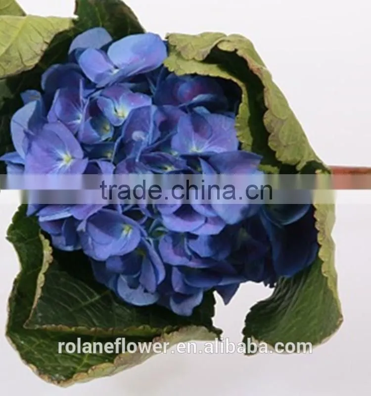 Low Price And High Quality Natural White Hydrangea Hydrangeas For Wedding From Kunming, Yunnan