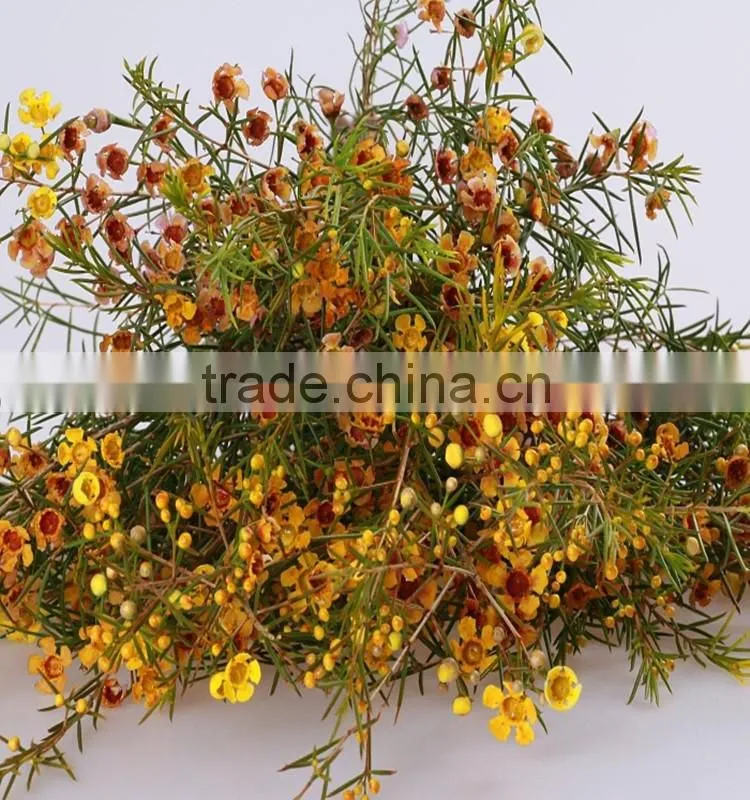 the first class fresh wintersweet plant to delivery across the world