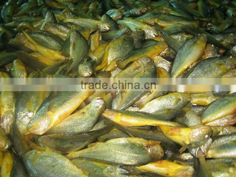 Frozen Yellow Croaker fish size 400/500