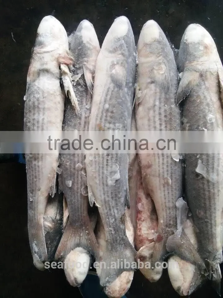 wild frozen grey mullet wr roe off new catch