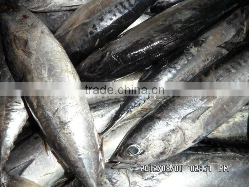 good quality frozen bonito