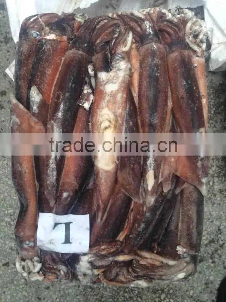 Whole round frozen squid argentina illex squid jigger catch wholesale