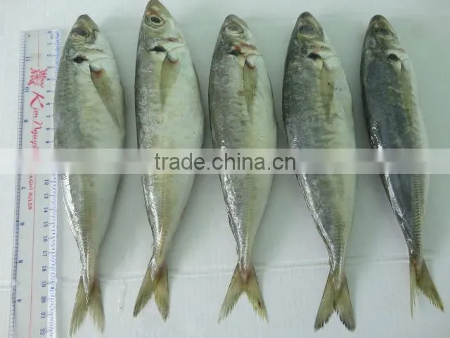 FROZEN SARDINE FISH