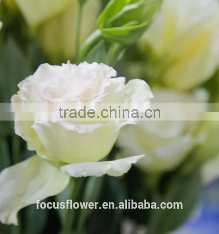 Fresh Cut Charming Champagne Eustoma Flowers With High Quality