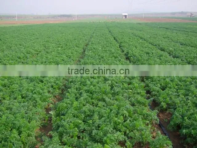 wholesale baby carrots with good price