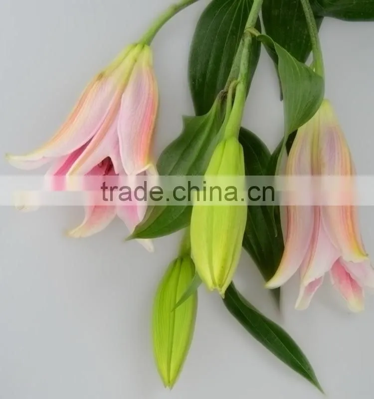 High quality sorbonne lilies in sale