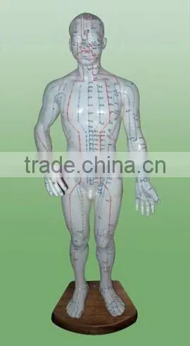 acupuncture (male) model