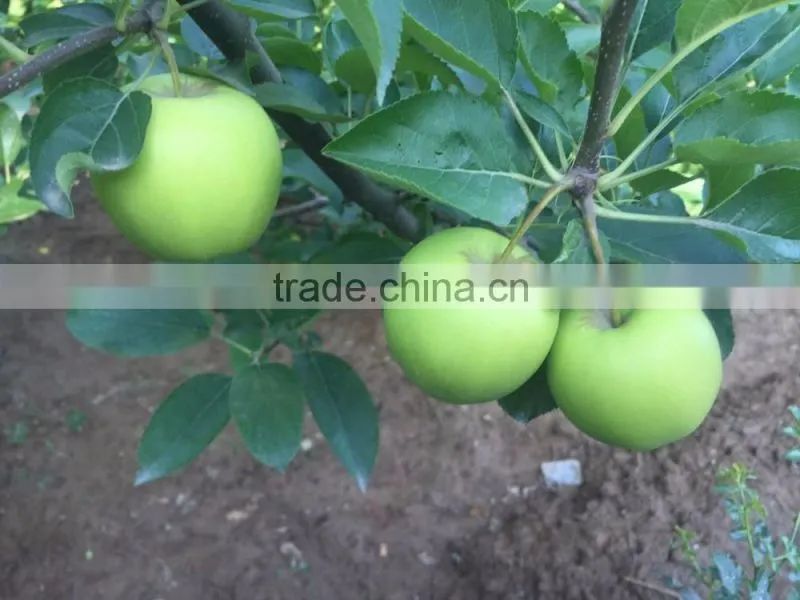 2016 fresh fujiki apple