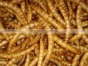 High Protein Pet Food dried mealworm