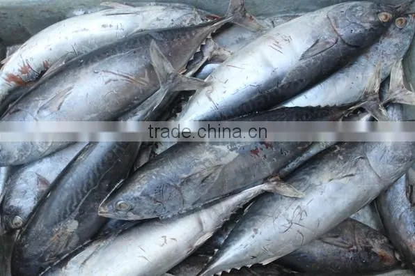 High Quality Seafood Frozen Fish Pacific Bonito Size