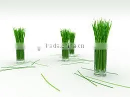 Citronella Oil