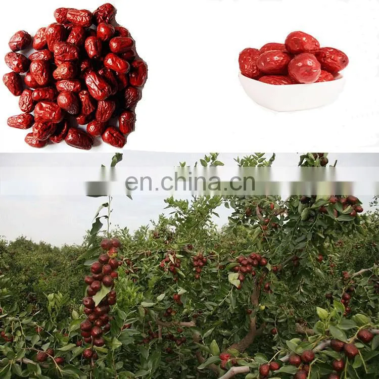 Hot sale ZQP-500 Multi function Candied Dried fruit jujube Dried fig dried dates piece cutting machine on sale