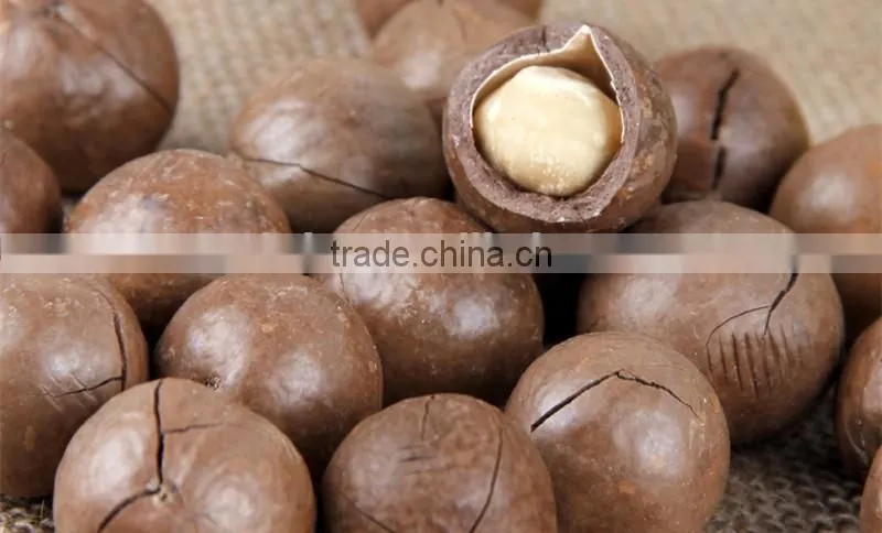 chestnut Pine Nut Opener equipment,Filbert nut opening machine,Walnut opening machine