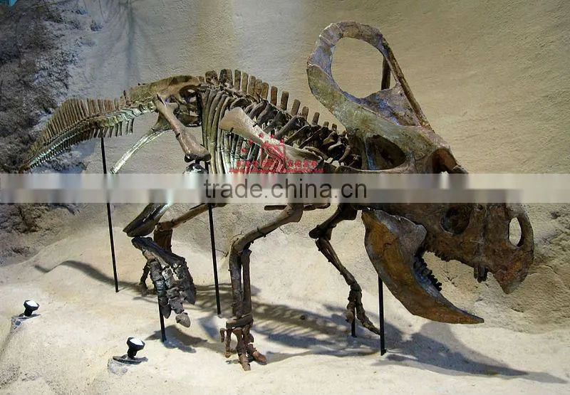 Dinosaur Skeleton Fossil Model Of Protoceratops