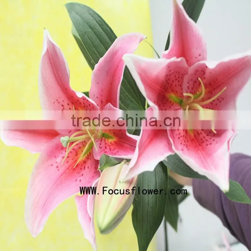 Decoration Flower Fresh Lily Flower With 1.7~3.5KG/Bundle Water Lily Flower Named As Fresh Cut Lily Tiber From Focus/Kunming