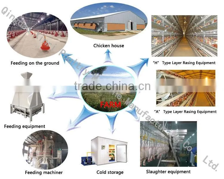 poultry chicken layer broiler sheds/house building design