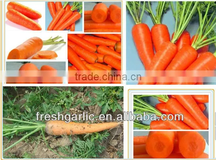 Chinese Fresh carrot hot sale