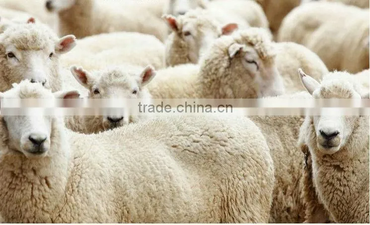 China best 100% wool yarn for weaving, 28NM/2 wool top count 64s, white color and all dyed colors