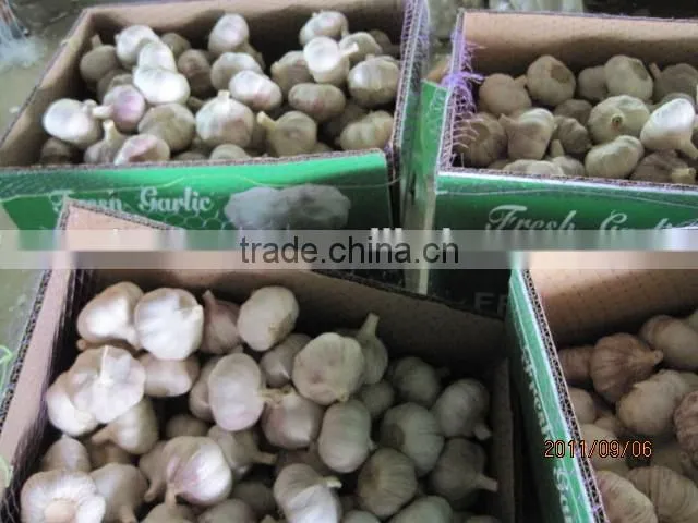 China natural fresh garlic price from Cold Storage