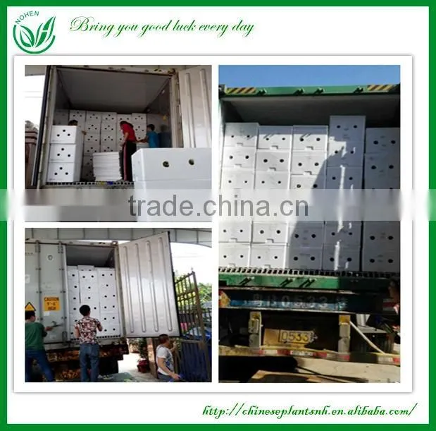 indoor decoration sanderiana dracaena spiral lucky bamboo wholesale