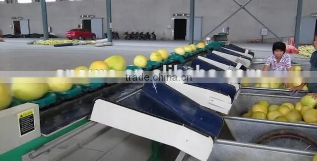 Pitaya Grading Machine Sorter Grader
