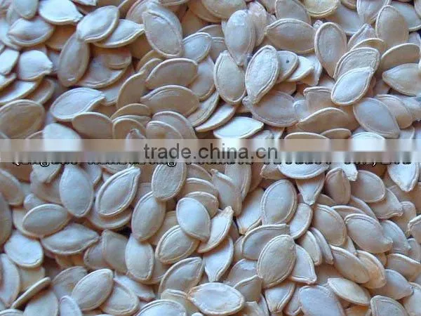Chinese snow white pumpkin seeds in shell