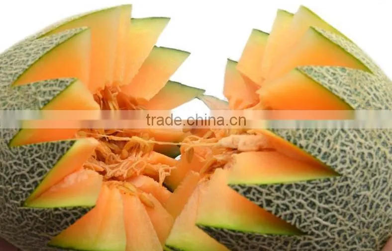 Fresh melon sweet melon price