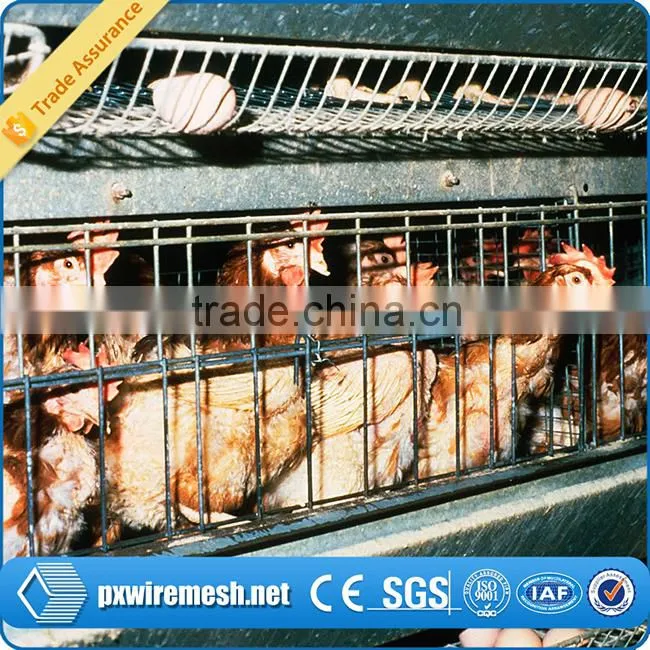 poultry chicken house/ coop for chicken