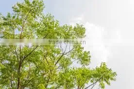 Herbal Neem Soap