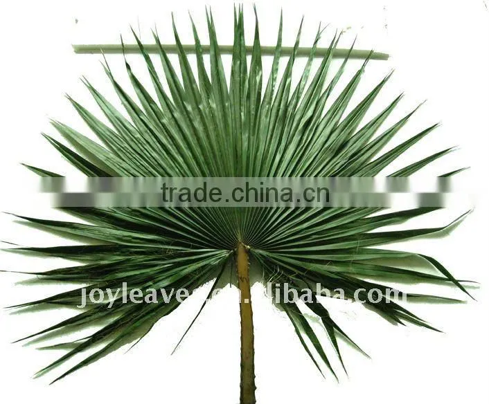 Washingtonia Palm tree