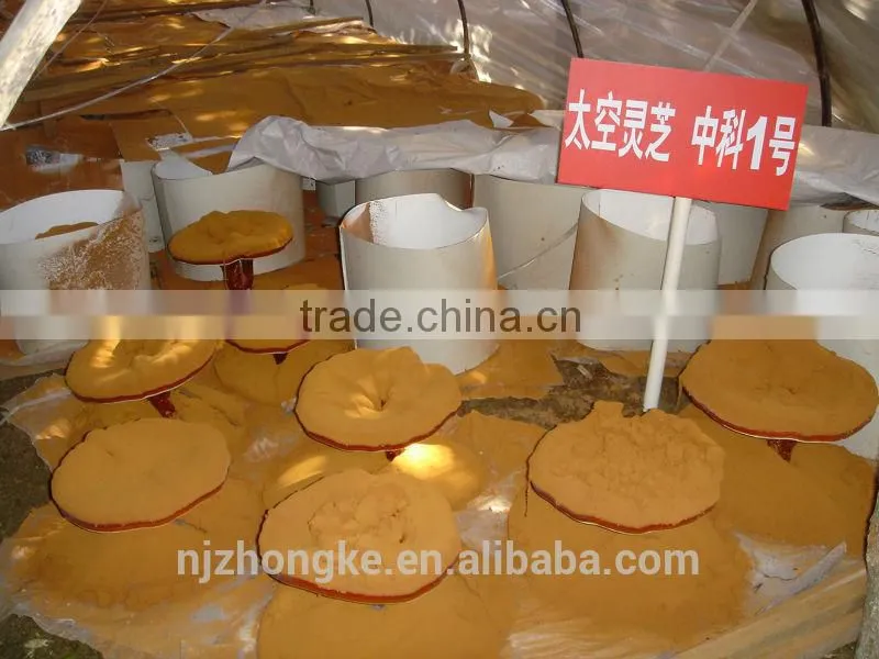 Chinese Organic Natural Herbs Lingzhi P.E. Extract GMP factory