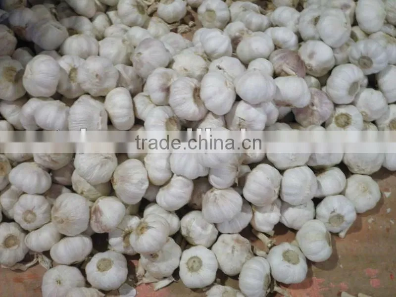 chinese pure white garlic