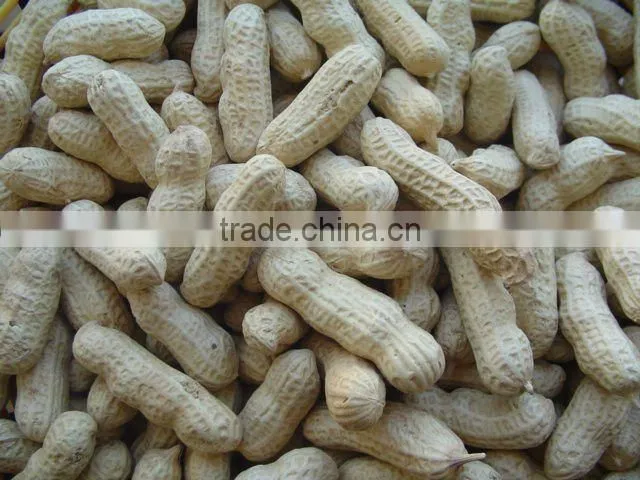 shandong red skin peanut kernels/ground nuts