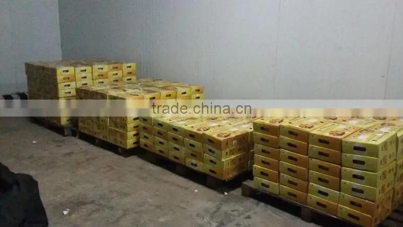 Fresh Alphonso Mangoes Exporters in India