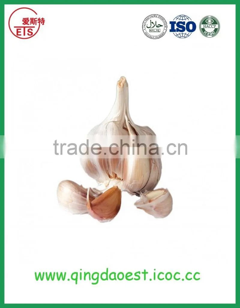 New garlic with good price fresh normal white garlic
