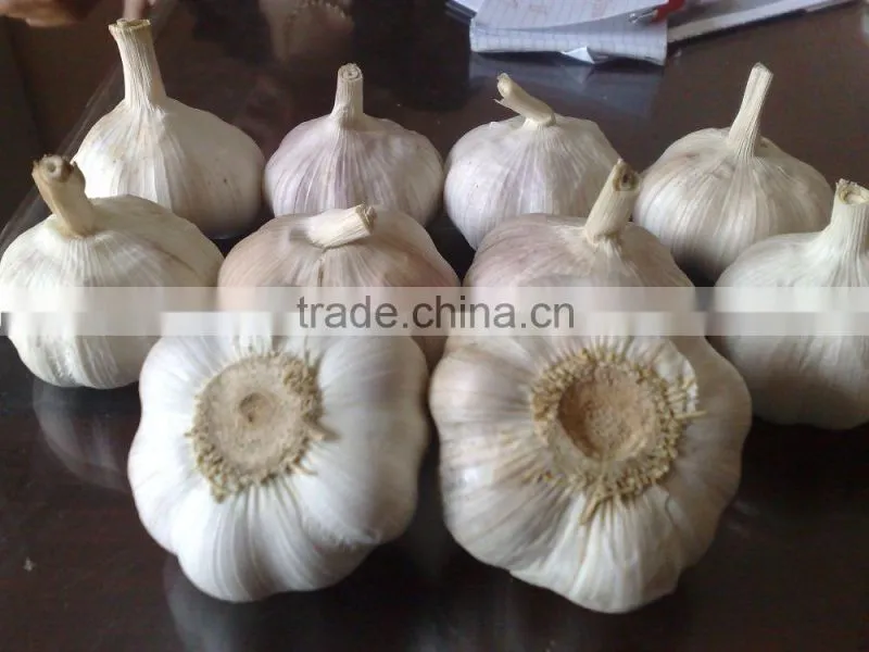 WHITE GARLIC (SKYPE: VISIMEX10)