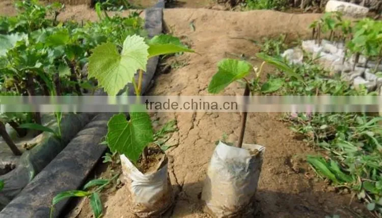 grape tree seedling