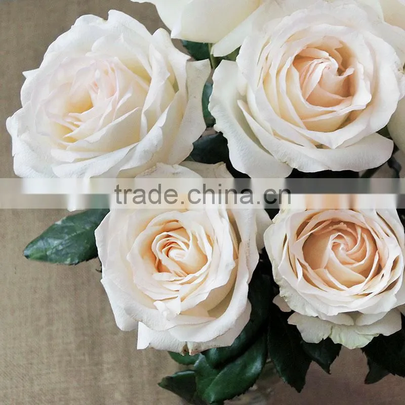 Supply various colors fresh rose flowers from Kunming plants base